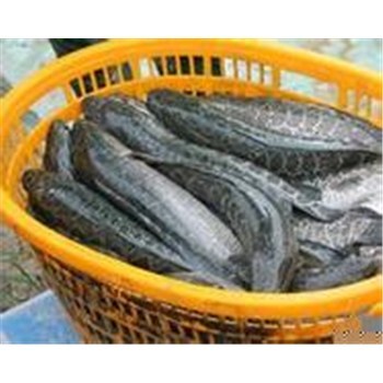 襄陽高粱豐收在望，汈汊湖水產養殖產業聯動發展新機遇