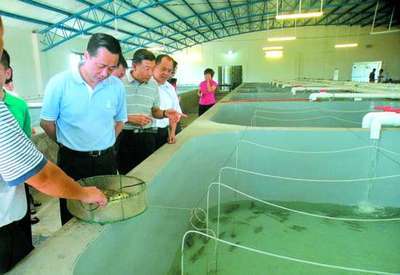 科技賦能，綠色養殖 探秘汕頭首座水循環“魚工廠”