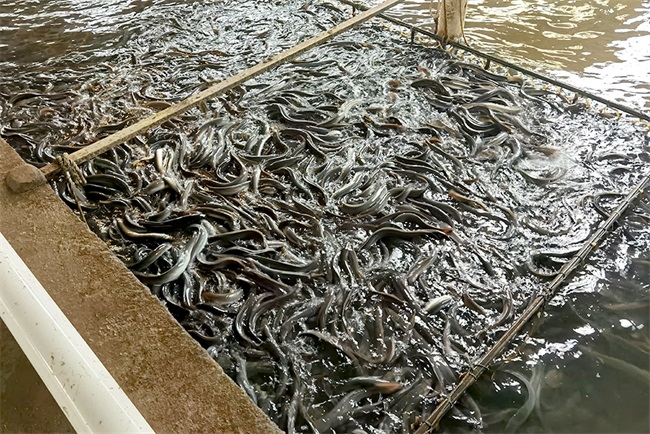水產(chǎn)行業(yè)綠色發(fā)展新引擎 空氣能養(yǎng)殖熱泵的應(yīng)用與優(yōu)勢