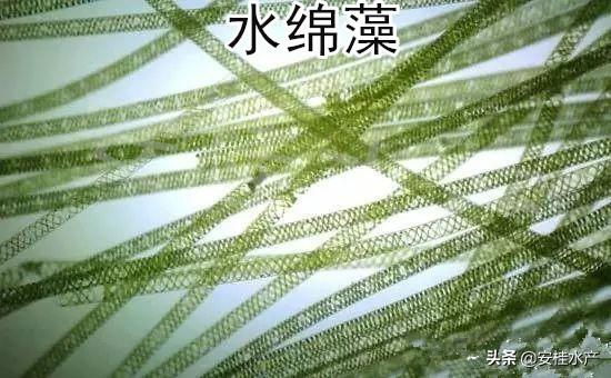 水產(chǎn)養(yǎng)殖常見藻類介紹及圖譜（下）——潛在有害藻類與生態(tài)調(diào)控應(yīng)用
