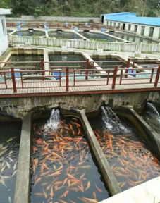 我們要養(yǎng)魚，我們也要環(huán)?！晃拿攵S化水產(chǎn)養(yǎng)殖系統(tǒng)
